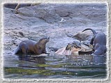 A nice example of the wildlife experienced on the Coastal Rivers.